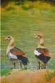 Egyptian Geese on the Limpopo River, Botswana