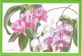 Phalaenopsis card