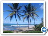 Palms on the beautiful east coast