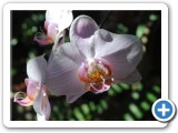 Phaleanopsis orchids in the Walker's plant house