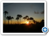 Sunset behind royal palms
