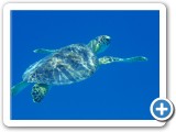 Swimming with turtles is a highlight