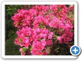 Wonderful bougainvillea!